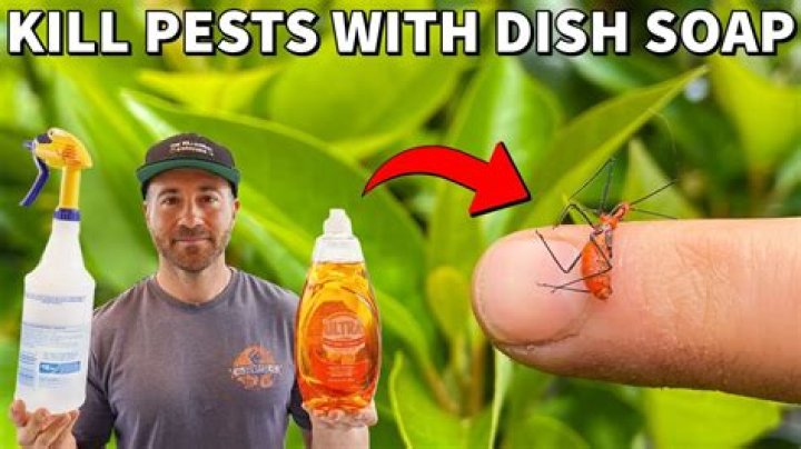 Will dish soap kill maggots?